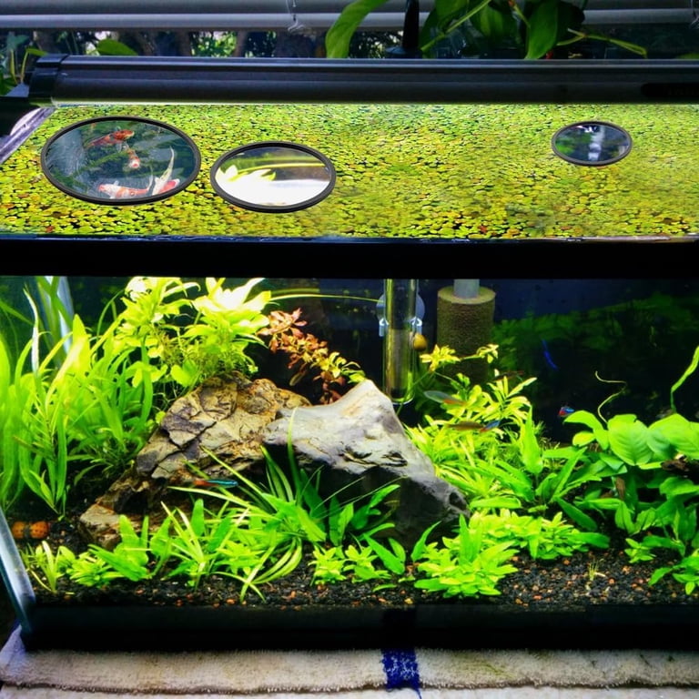 10Pcs Fish Feeding Rings Set Aquarium Floating Plant Rings 5 Sizes Foam  Floating Plant Corral Round Fish Feeder Rings Fish Tank Plant Ring for  Bettas ...