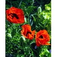 thumbnail image 2 of Allegro Oriental Poppy - Papaver - 4" Pot, 2 of 2