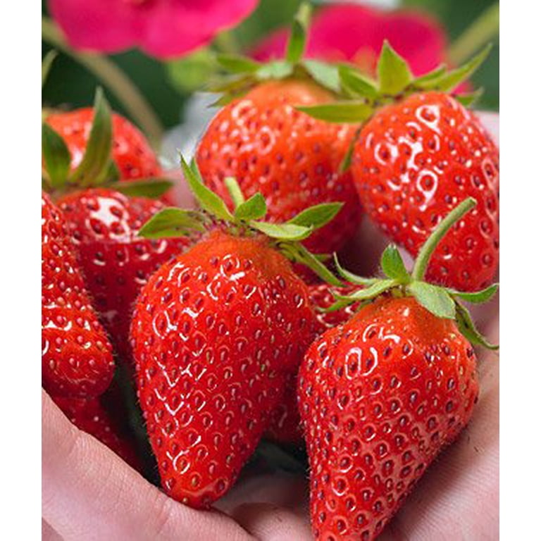 Toscana Strawberry - Two Plants - Pink Blossoms! - Walmart.com