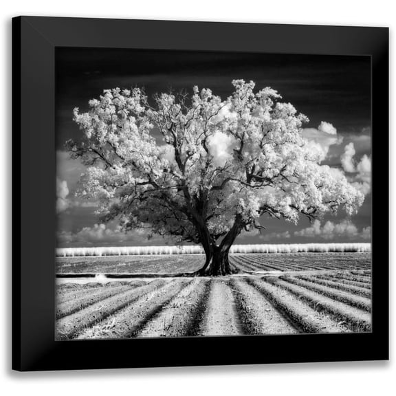 Jones, Mike 12x12 Black Modern Framed Museum Art Print Titled - Daydream