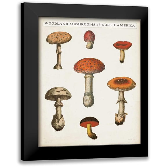 Wild Apple Portfolio 12x14 Black Modern Framed Museum Art Print Titled - Mushroom Chart III Light