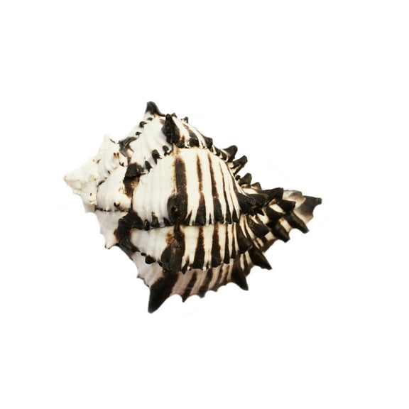 One XL Size Black Murex Shell Seashell (5" - 6") 2.5" opening Hermit Crab Beach Decor Crafts Air Plants