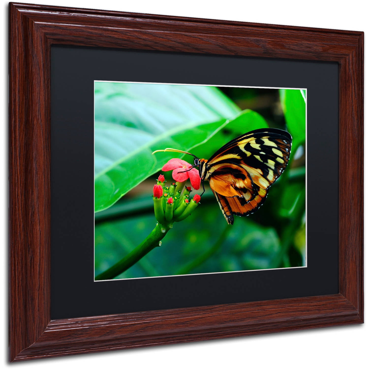 Trademark Fine Art "Cream Spotted Tigerwing" Canvas Art by Kurt Shaffer, Black Matte, Wood Frame