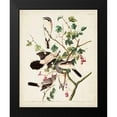 thumbnail image 2 of Audubon, John James 12x14 Black Modern Framed Museum Art Print Titled - Pl 192 Great Cinereous Shrike, 2 of 5