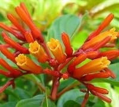 Firebush Dwarf I 3 Live Plants I Hamelia Patens Compactal Vibrant Red-Orange Blooms, Low-Maintenance, Heat-Tolerant, Perfect for Small Gardens and Containers