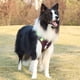 thumbnail image 5 of Arnés ajustable para perros sin tirones, arneses de control cómodos, 5 of 5