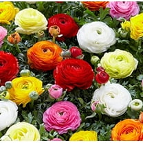 3 Mixed Ranunculus Corms - Ships from Iowa, USA - 3 Large Healthy Corms for Planting