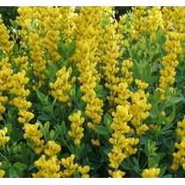 CZ Grain 50 Large Yellow Wild Indigo Plant Seeds