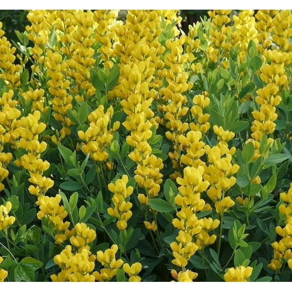 CZ Grain 50 Large Yellow Wild Indigo Plant Seeds