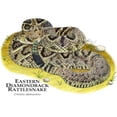 thumbnail image 3 of CafePress - Eastern Diamondback Rattlesnake Mug - 11 oz Ceramic Mug - Novelty Coffee Tea Cup, 3 of 6