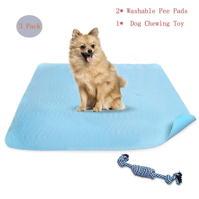 Chewing How To Train Your Puppy To Pee On Pee Pad Dog Eating Pee