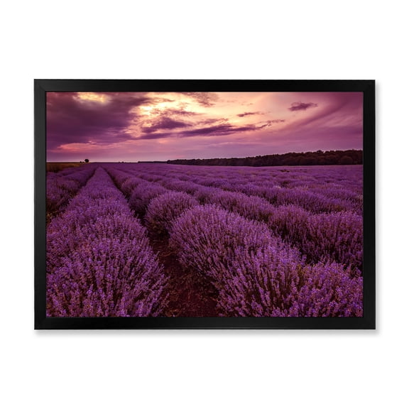 Designart 'Dramatic Clouds and Sunrise Over Lavender Field III' Farmhouse Framed Art Print