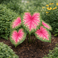 thumbnail image 3 of Classic Pink Caladium Bulbs – Pink and Green Heart-Shaped Foliage – Shade Loving Caladium for Gardens, Containers and Landscaping (6 Bulbs), 3 of 6