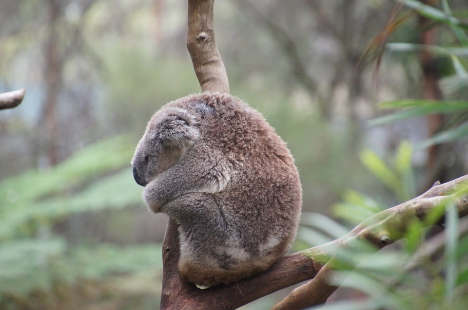 Koala Bear Animal Koala Rest Australia Lazy 12 Inch BY 18 Inch