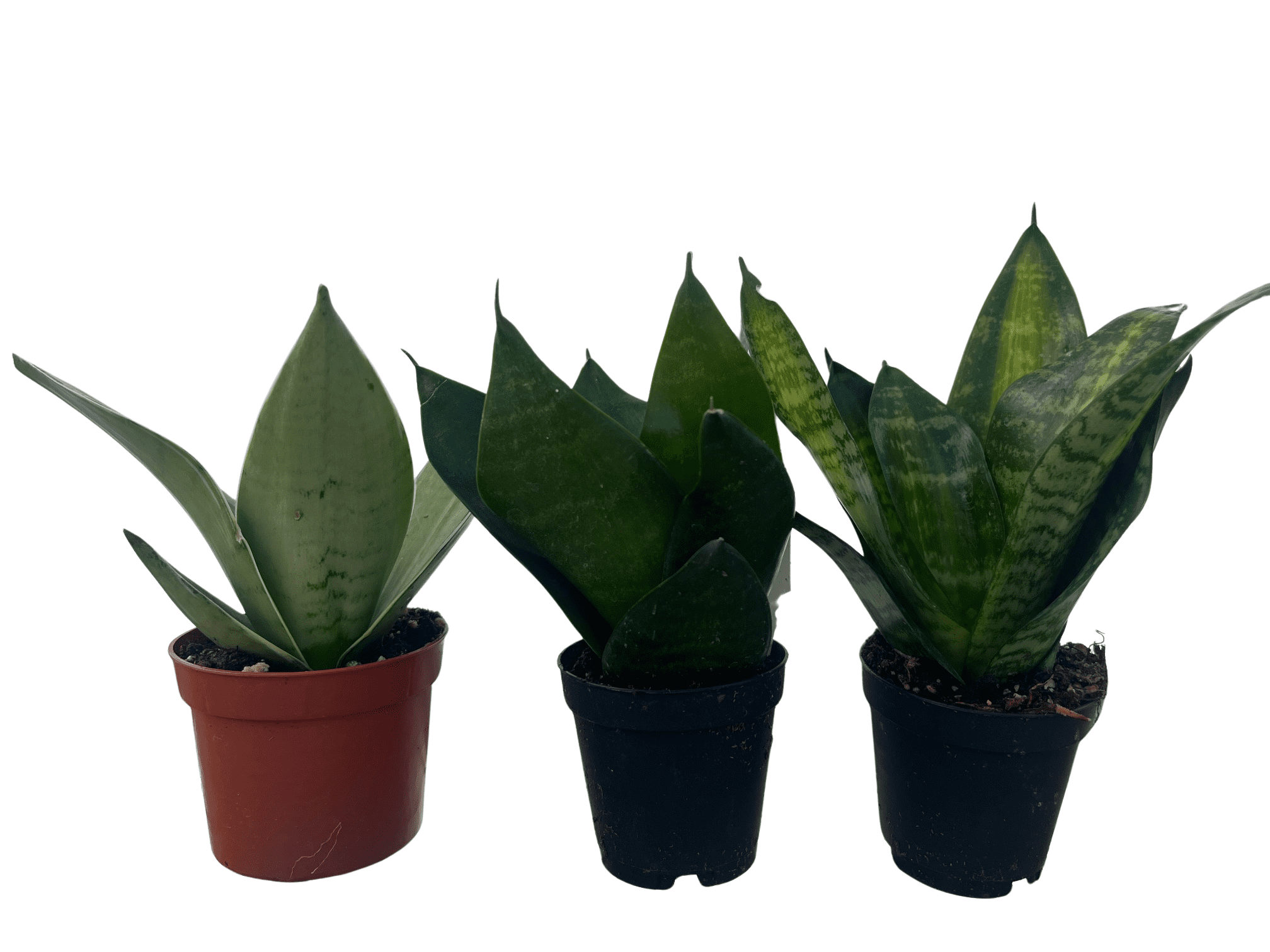 Birdsnest Snake Plant Collection - Sanseveria - 3 plants growing in 2" pots