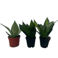 thumbnail image 2 of Birdsnest Snake Plant Collection - Sanseveria - 3 plants growing in 2" pots, 2 of 3