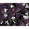 thumbnail image 4 of Rare Purple Rain Shamrock Plant - Oxalis triangularis - 2.5" Pot, 4 of 4