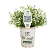 PROVEN WINNERS Outdoor PINT LOBULARIA SNOW PRINCESS LIVE PLANTS