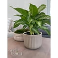 thumbnail image 2 of Nature's Way Farms Aglaonema Crystal Bay (8-15 inches tall) in Growers Pot, 2 of 4