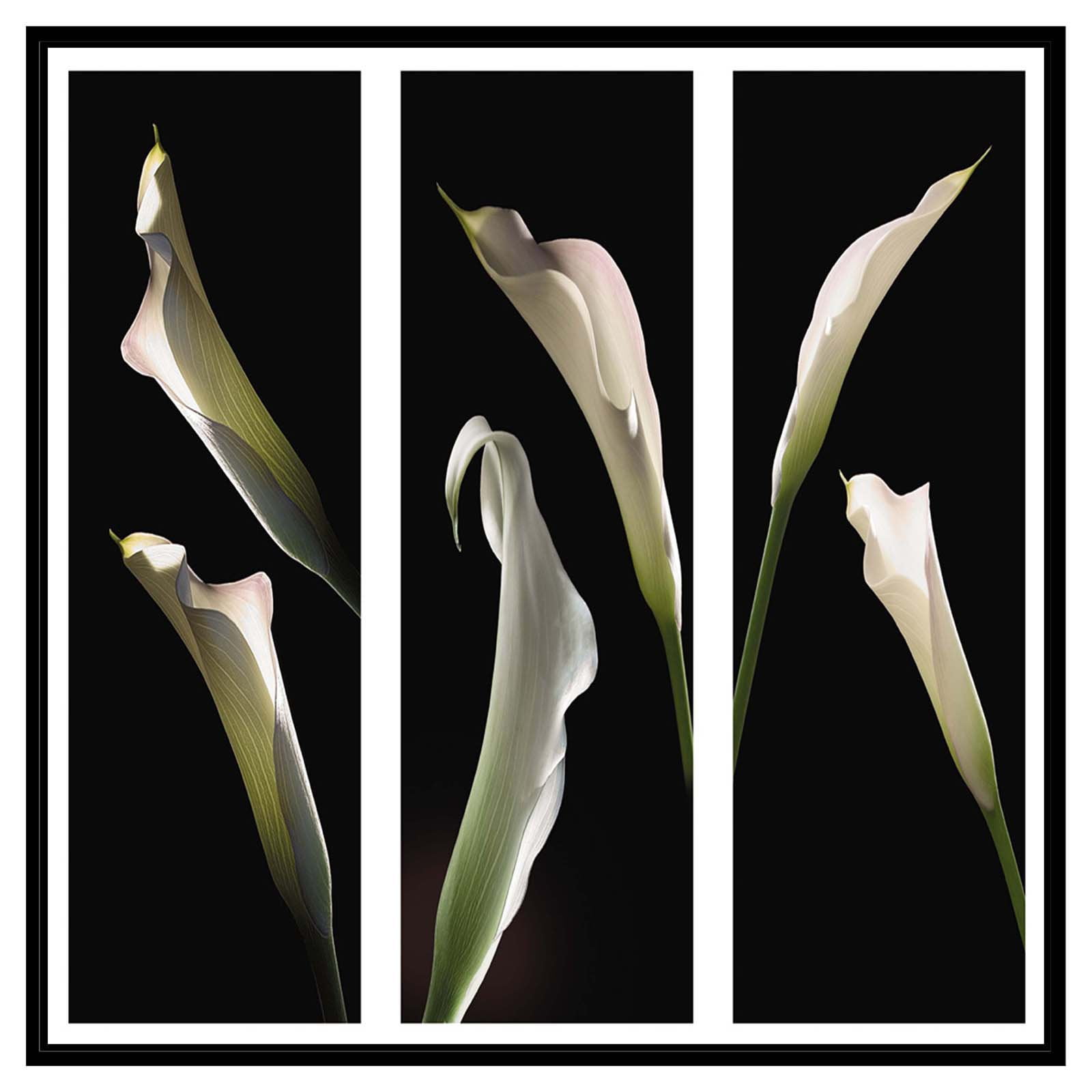 PTM Images Calla Lilies Framed Wall Art