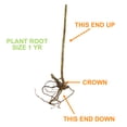 thumbnail image 6 of Garden State Bulb Brandywine Raspberry Bare Root for Planting, Non-GMO (Bag of 2) Spring Planting, 6 of 10