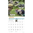 thumbnail image 3 of Willow Creek Press, Crusoe the Celebrity Dachshund 2025 Wall Calendar, 3 of 4