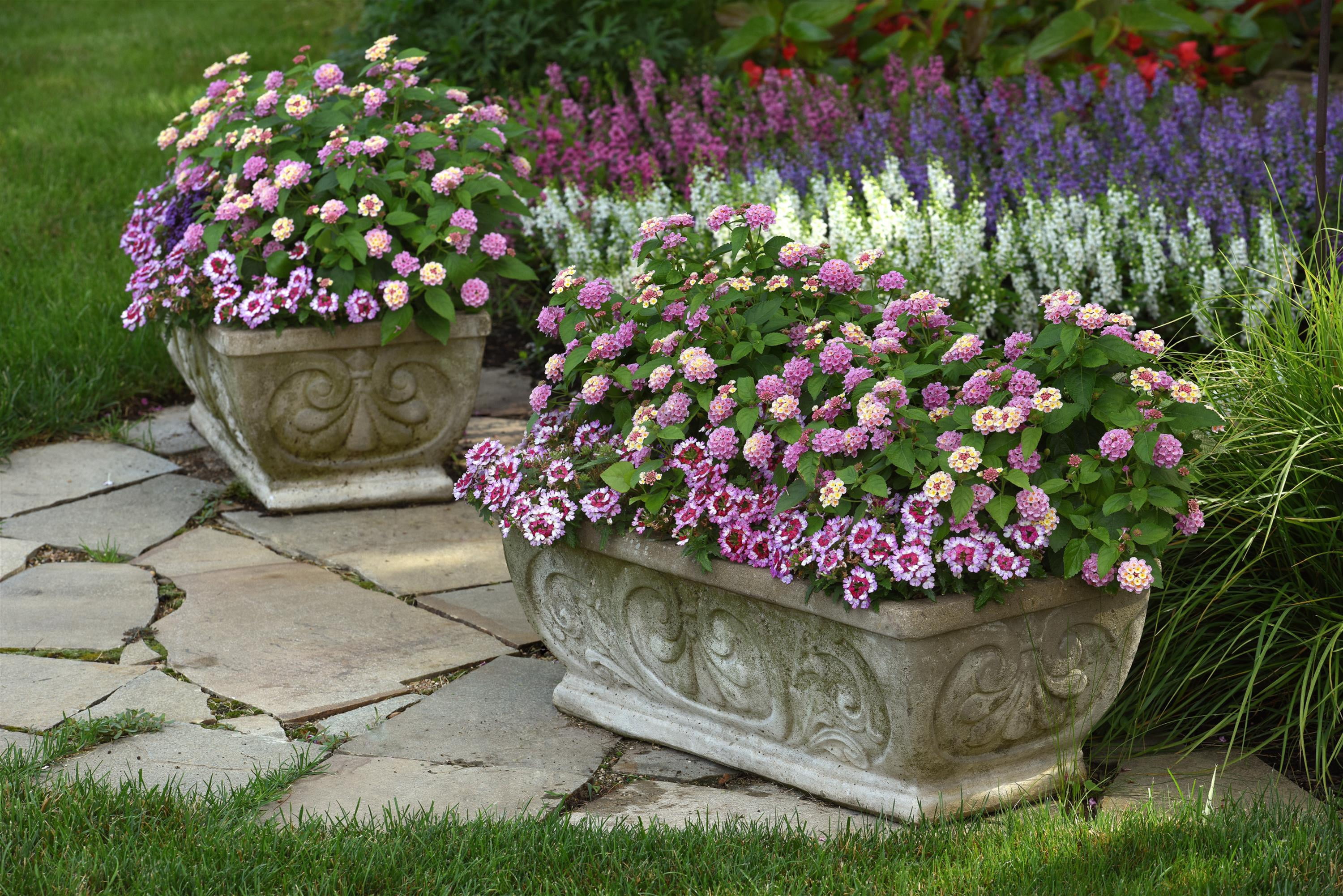 2.5 in. Lantana Bloomify ™ Pink Live Annuals With Full Sunlight in Grower Container - 3 Piece
