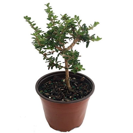 Bahama Berry - Mounjean Tea - Nashia inaguensis - 6" Pot - Herbal Tea