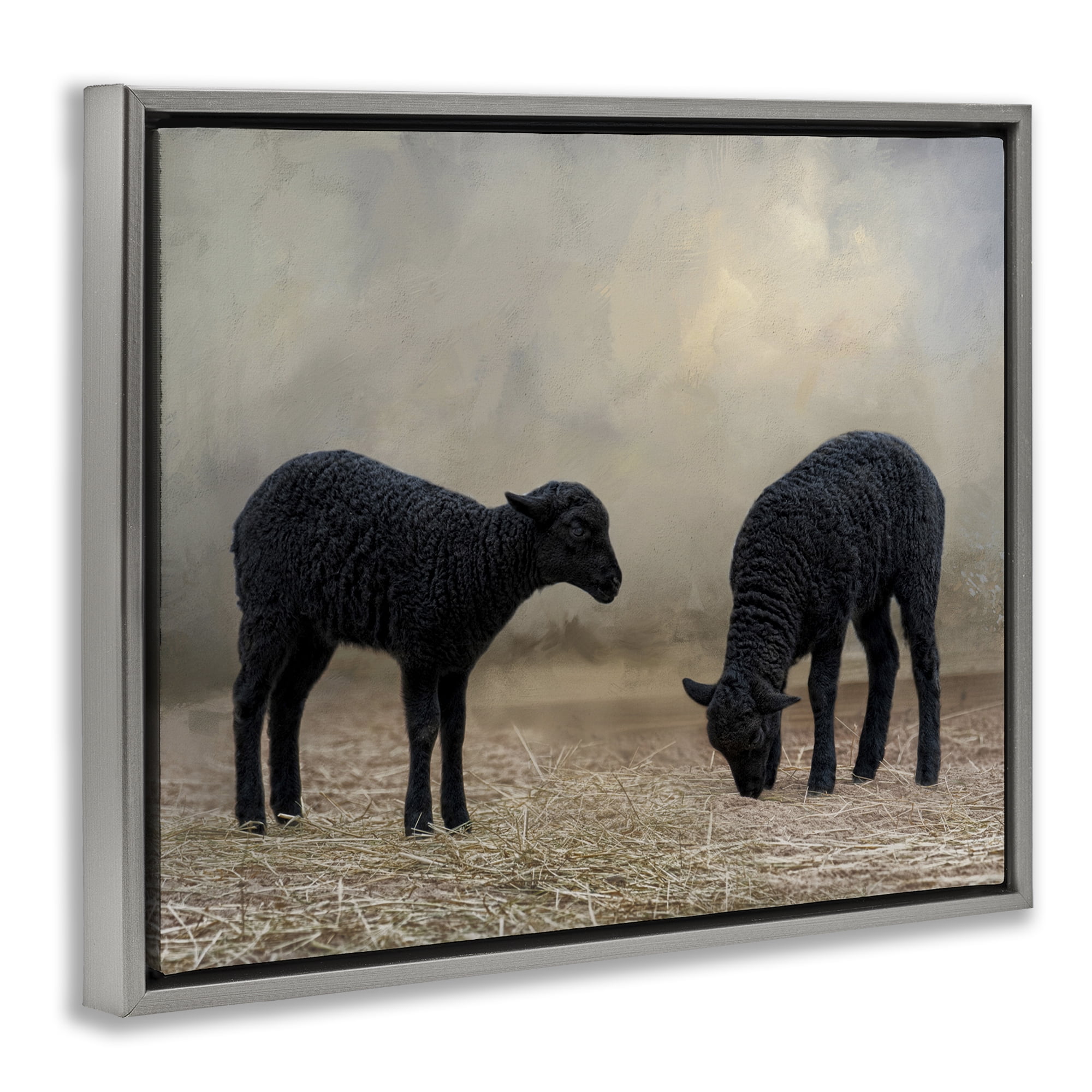 Stupell Industries Black Sheep Grazing Animals & Insects Photography Gray Floater Framed Canvas Art Print Wall Art, 31 x 25