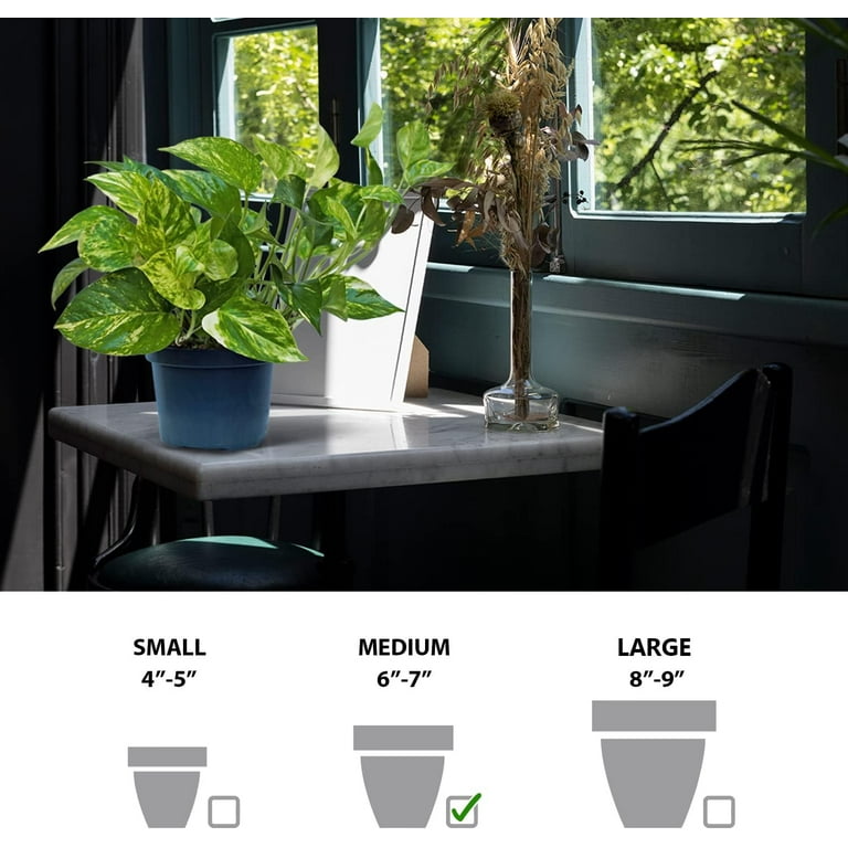 night owl snake plant Snake Plant 'Night Owl' (Sansevieria)