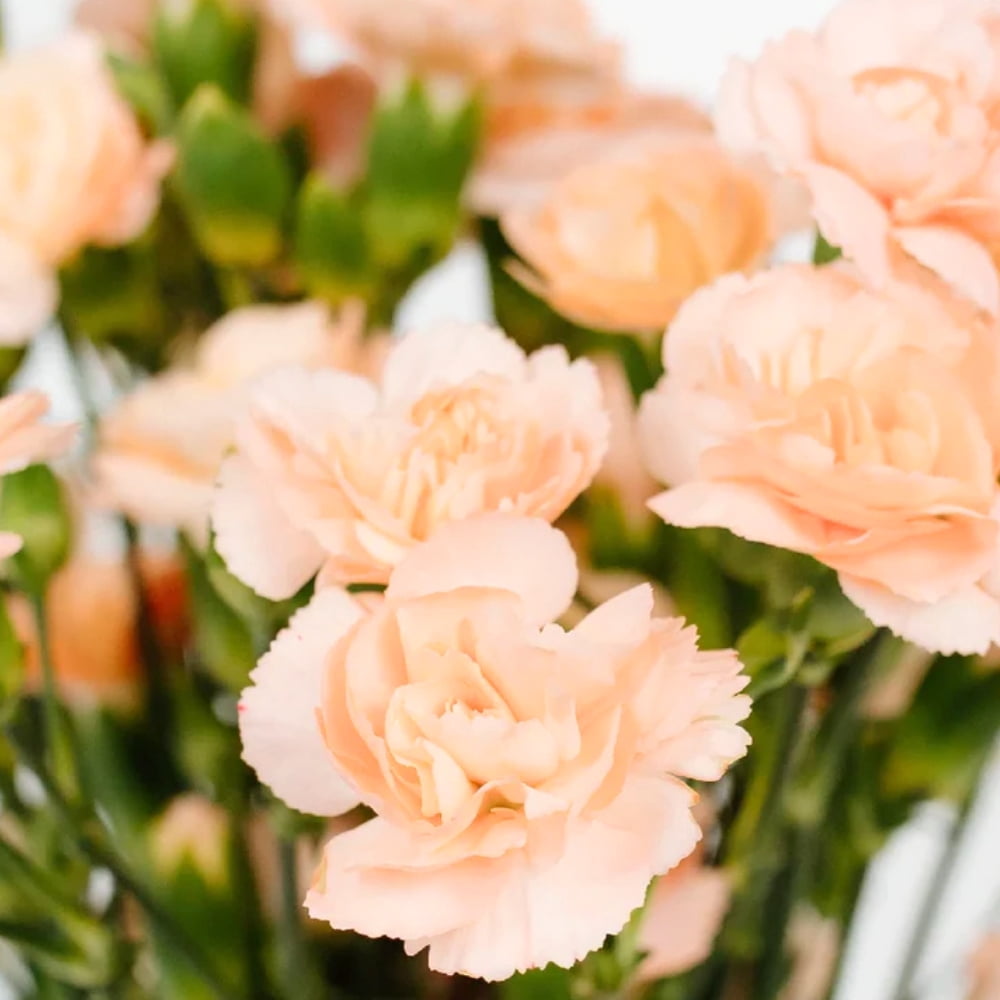 30 Peach Mini Carnations Seeds - Heirloom Dianthus for Garden Blooms