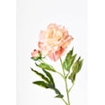 thumbnail image 2 of 28" Faux Peach Peony Stem, 2 of 6