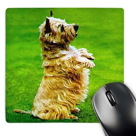 3dRose  Cairn Terrier  MousePad price history on PriceWatchPro