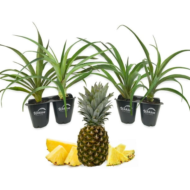 Florida Special Pineapple Plant 4 Live Starter Plants Ananas