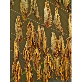 criollo tobacco seeds Ancient Cuban variety used in premium cigars. Strong, complex, and full-bodiedideal for wrapper or filler Grown successfully in the Caribbean Cuban Criollo Tobacco - Victory