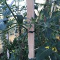thumbnail image 4 of 50Pcs Adjustable Garden Cable Ties Reusable Plant Support Shrubs Fastener Tree Locking Cable Ties Zip Garden Ties, 4 of 6