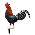 thumbnail image 4 of Gallo Animal Estatua Estacas Pollo Escultura Acrílico Realista Piso Decoración Jardín Estacas Adornos para granja Césped Patio al aire, 4 of 8