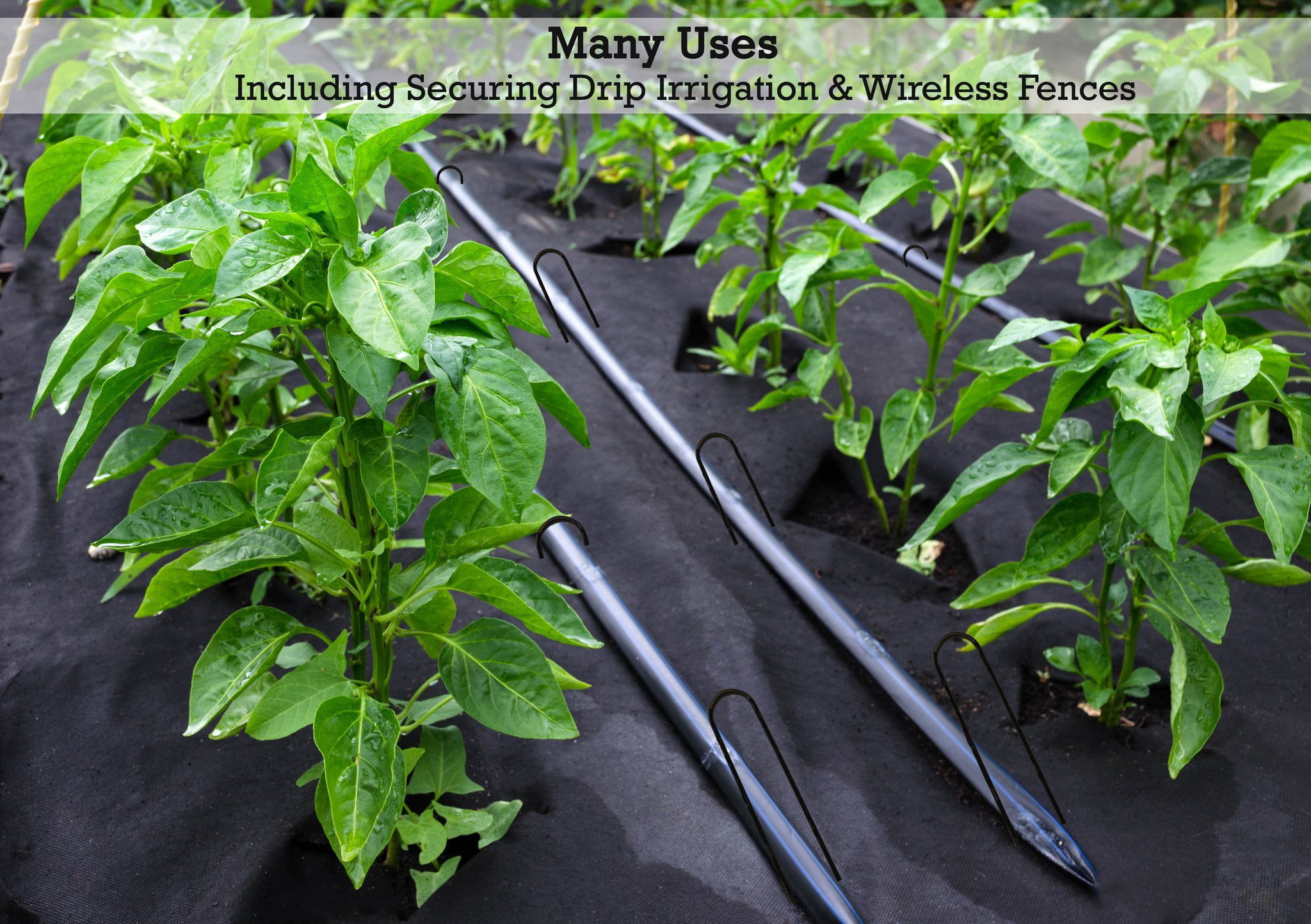 100-Pack ANTI-RUST 1/2 x 8'' U-Shaped Garden Staples Drip Irrigation Weed Fabric 