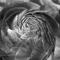 thumbnail image 2 of Great Art Now Ranunculus Abstract II BW by Laura Marshall Canvas Wall Art, 2 of 2