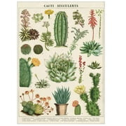 Cavallini Cacti and Succulents Gift Wrap