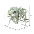 thumbnail image 2 of Vickerman 10.5" Artificial Green Tillandsia Pick., 2 of 3