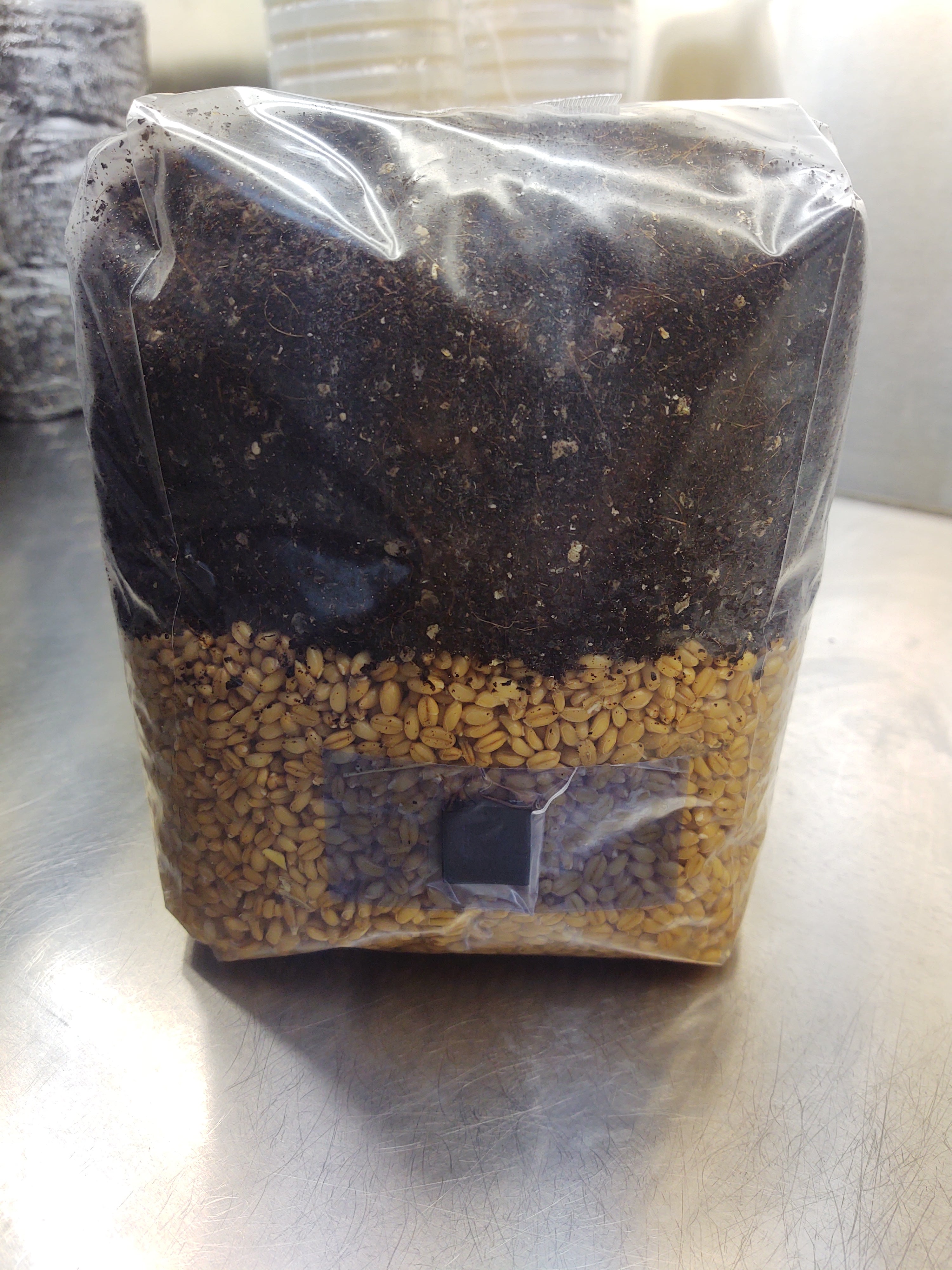 6 Pound Mushroom Grow Bag - All in One Mushroom Grow Kit