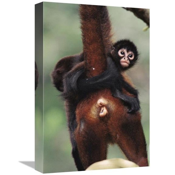 12 x 18 in. Black-Handed Spider Monkey Mother & Young, Barro Colorado Island, Panama Art Print - Christian Ziegler