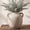 Brown-445, variant on White Ceramic Vase, Decorative Terracotta Vase with Handle, Round Rustic Vases for Home Decor, Farmhouse Vintage Vases for Living Room, Bedroom, Office, Kitchen, Coffee Table