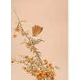 thumbnail image 2 of Waldmann, Shlomo 24x32 White Modern Wood Framed Museum Art Print Titled - Scrub Warbler, 2 of 4
