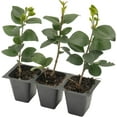 thumbnail image 3 of 3 Waxleaf Privet, Live Plants (Ligustrum Japonicum 'Texanum') – Vibrant Greenery & Sweet Blossoms, Thriving in 2.5" Nursery Cubes, 3 of 7
