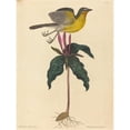thumbnail image 3 of Mark Catesby 19x24 Black Modern Framed Museum Art Print Titled - The Yellow-Breasted Chat (1754), 3 of 5