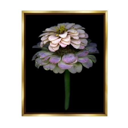 Stupell Industries Dahlia Bud Photography Botanical & Floral Photography Gold Floater Framed Art Print Wall Art 17 x 21