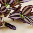 thumbnail image 2 of Raindrops 5Ud Plantas Ornamentales Artificiales Moradas Para Oficina Y Regalo Personalizado, 2 of 8