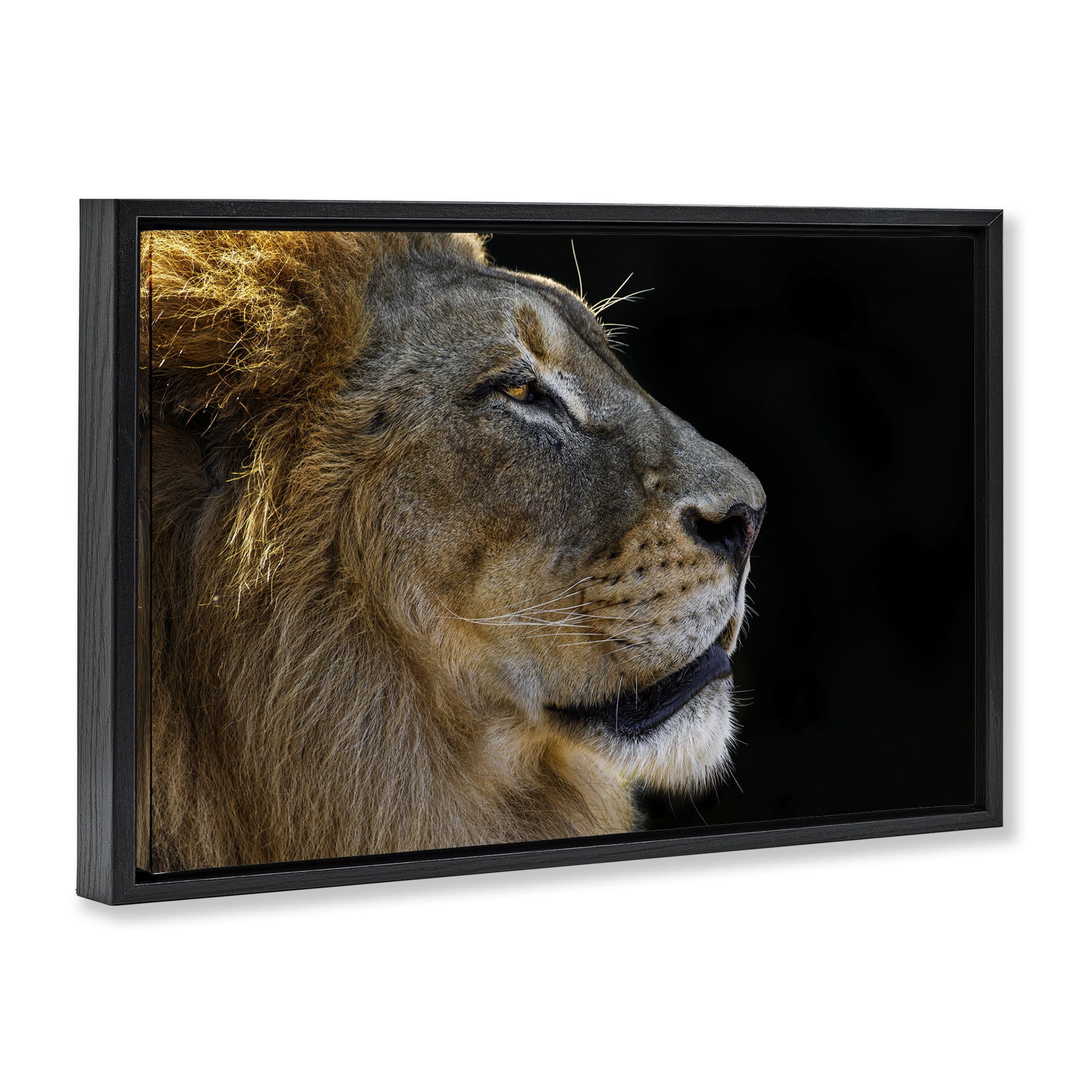 Stupell Industries Fierce Lion Looking Right Animals Photography Black Floater Framed Canvas Art Print Wall Art, 31 x 21